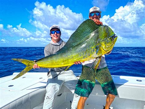 mahi mahi fish|Mahi.